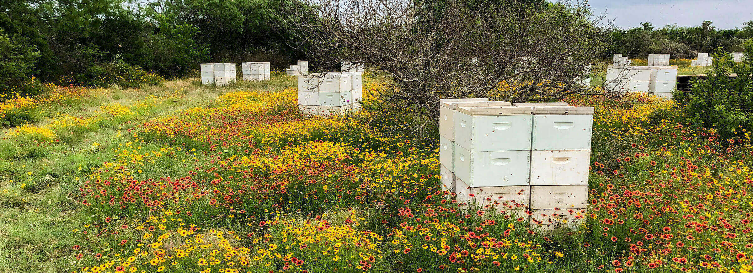 Wild Honey Box Hives in field of flowers