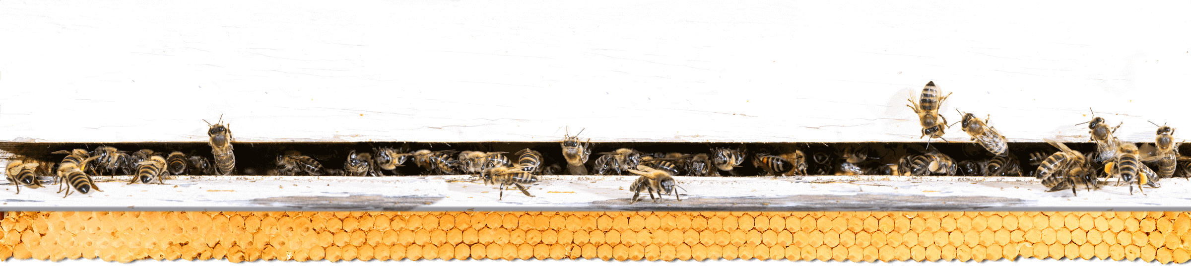 Bees &Hive opening