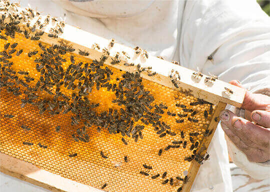 Hive Honey Frame
