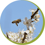 Bee flying to fuit tree blossom