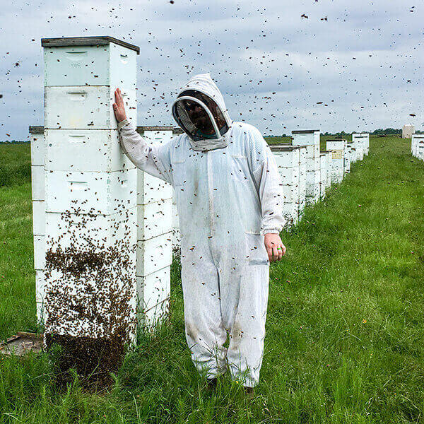 Wild Honey Bool Beekeeper in the field with beehives