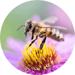 Bee on flower collecting pollen