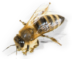 Wild Honey Bee